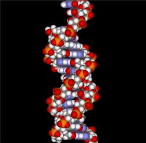adn-300.jpg