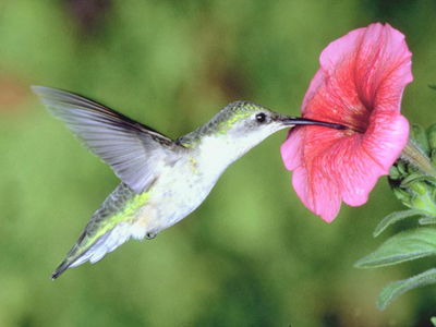 colibri.jpg
