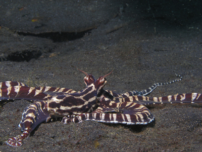mimicoctopus.jpg