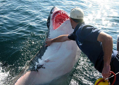 ushark.jpg