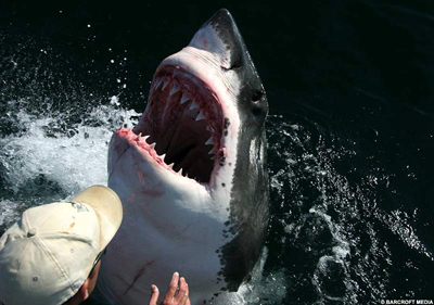ushark1.jpg