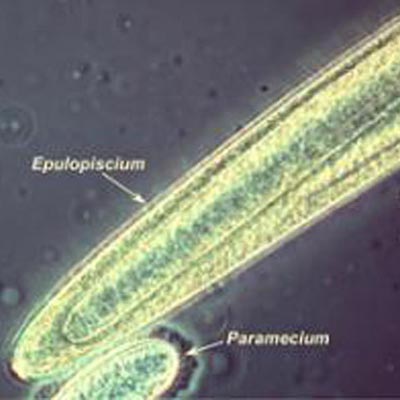 bacterie.jpg