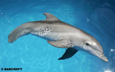 delfin.jpg