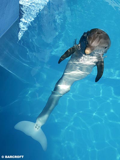 delfin1.jpg