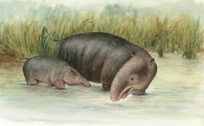 elefant.jpg