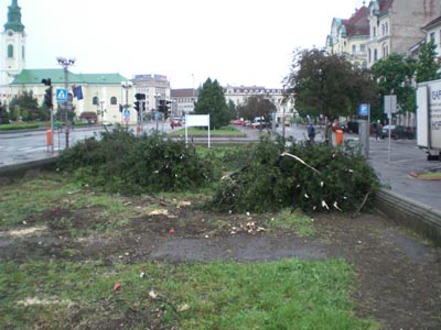 tuia1.jpg
