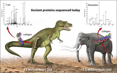tyrannosaurus.jpg